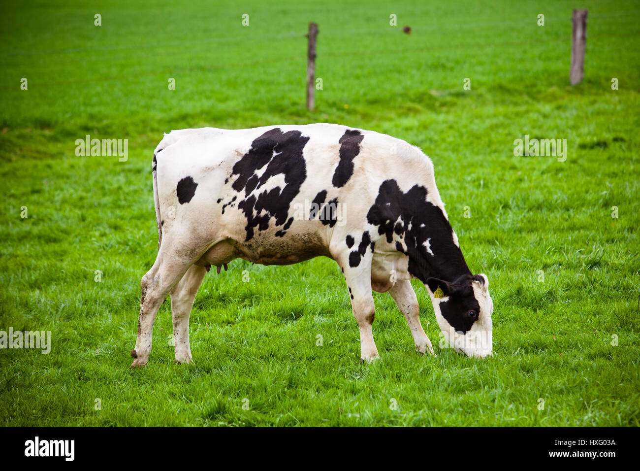 Cows on meadow with green grass. Grazing calves Stock Photo - Alamy