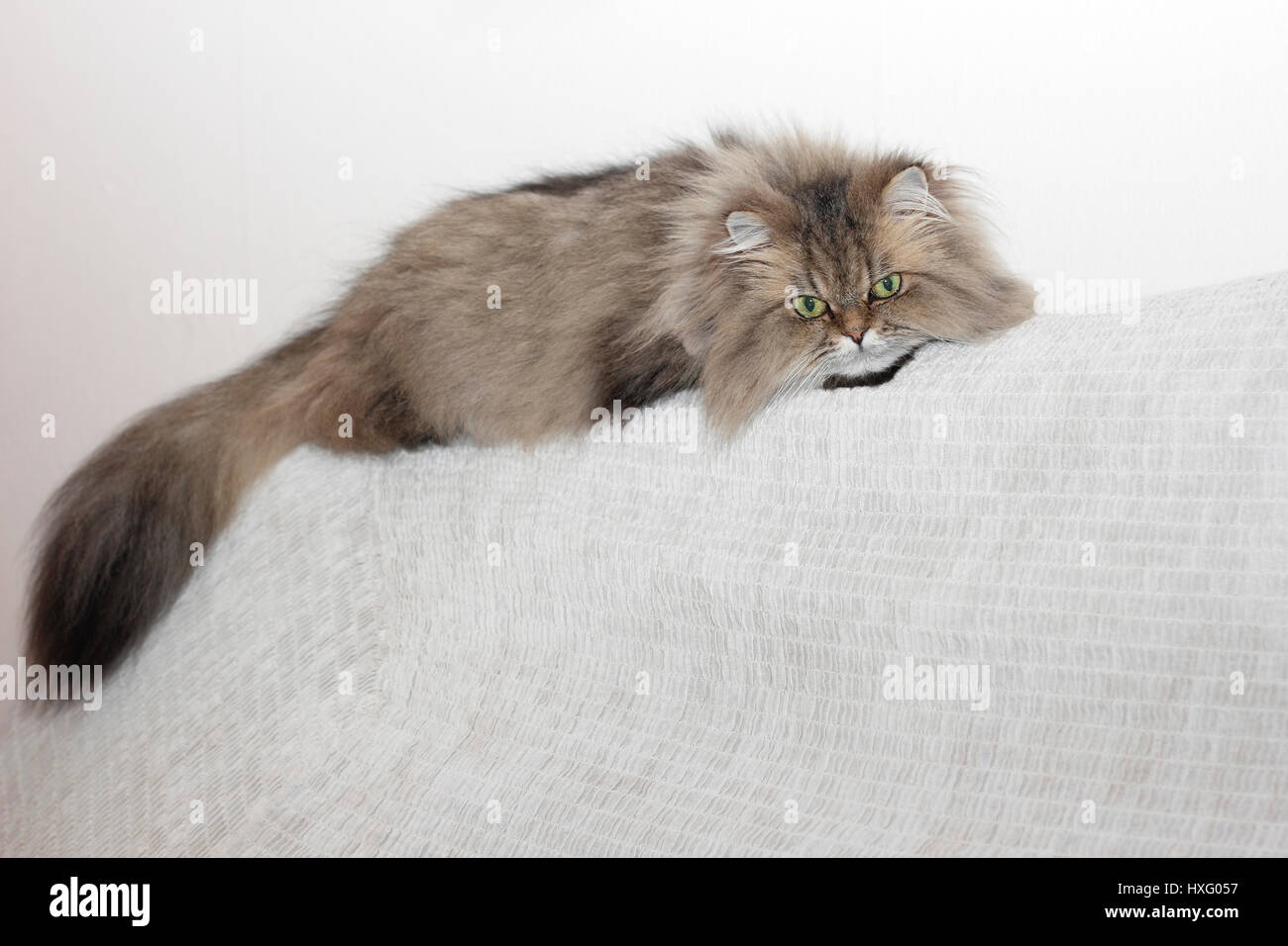 Persian Cat. Adult queen (8 years old) lying on a blanket. Germany Stock Photo