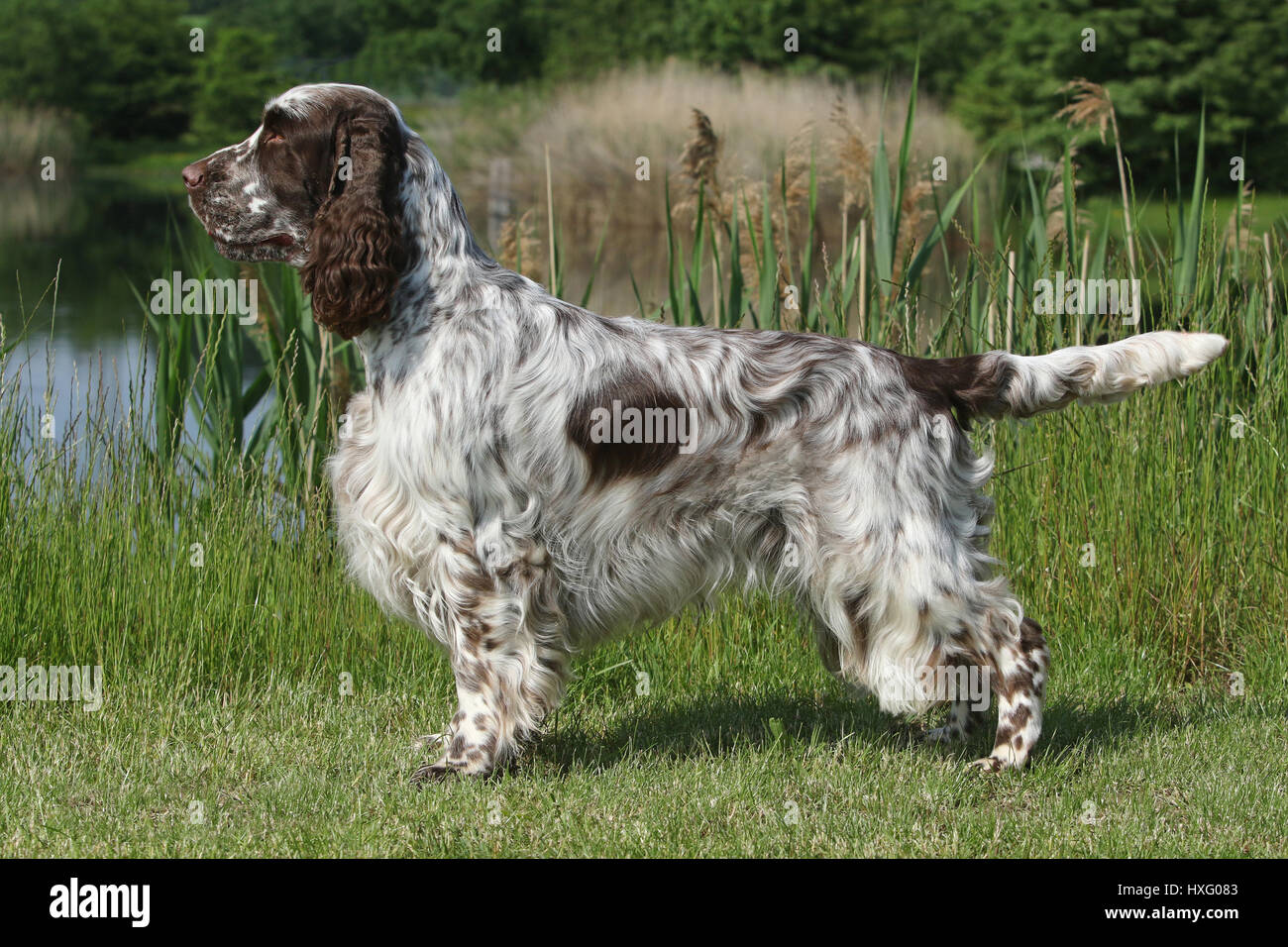 English Springer Spaniel. Adult male 3 years old standing next