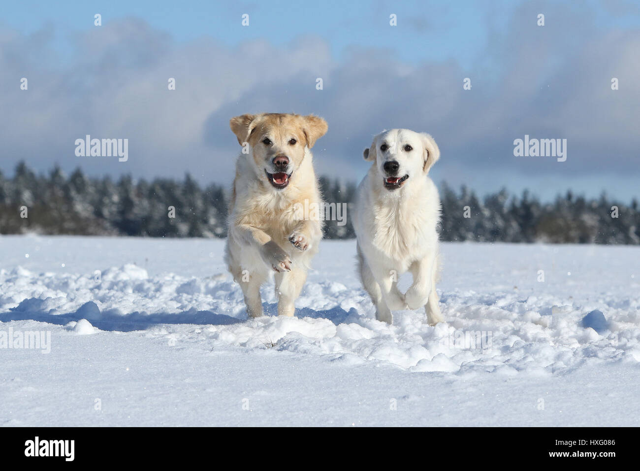 Golden Retriever. Pair of females (3 and 1,5 years old) running on snow. Germany Stock Photo
