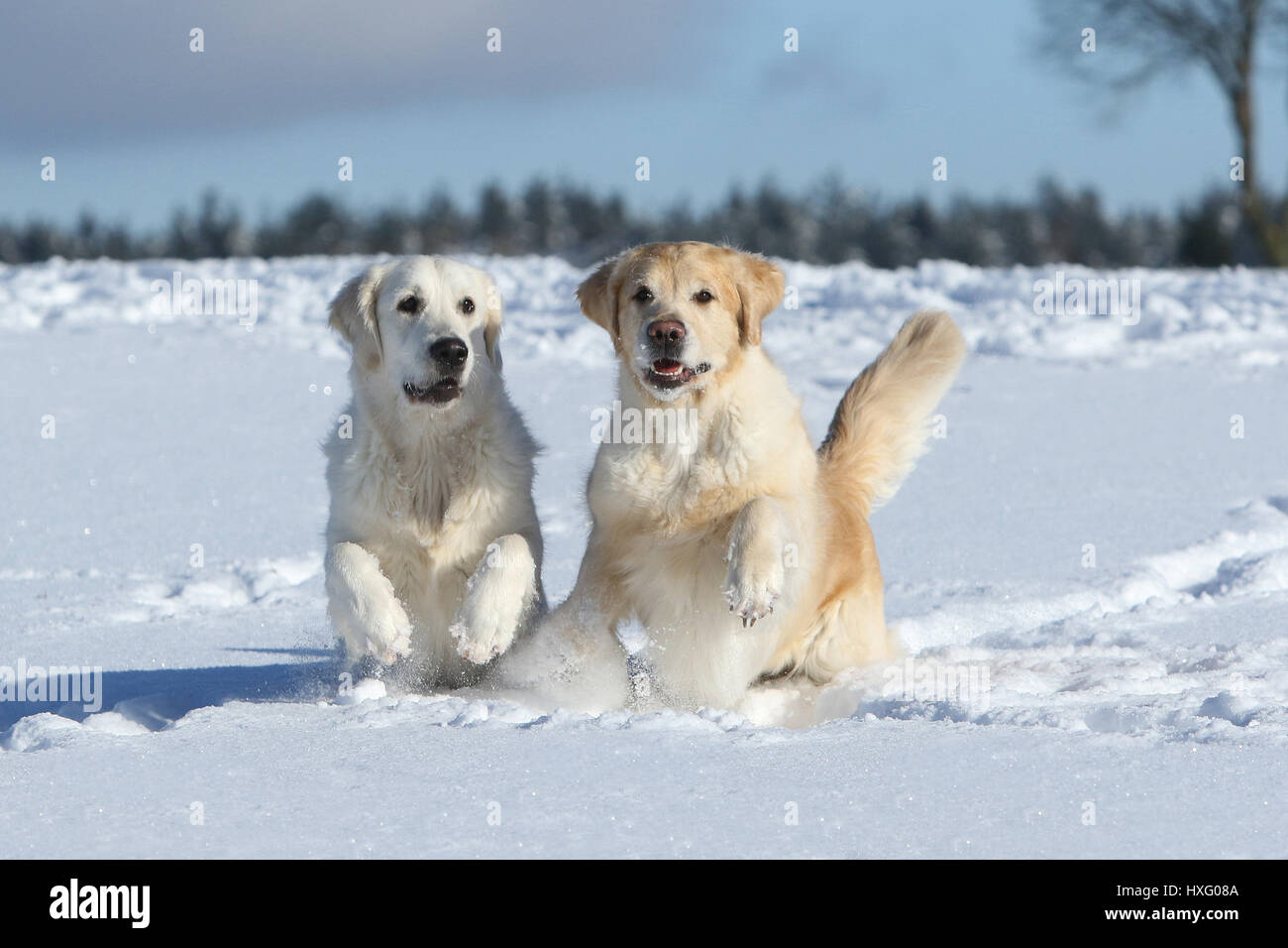 Golden Retriever. Pair of females (3 and 1,5 years old) running on snow. Germany Stock Photo