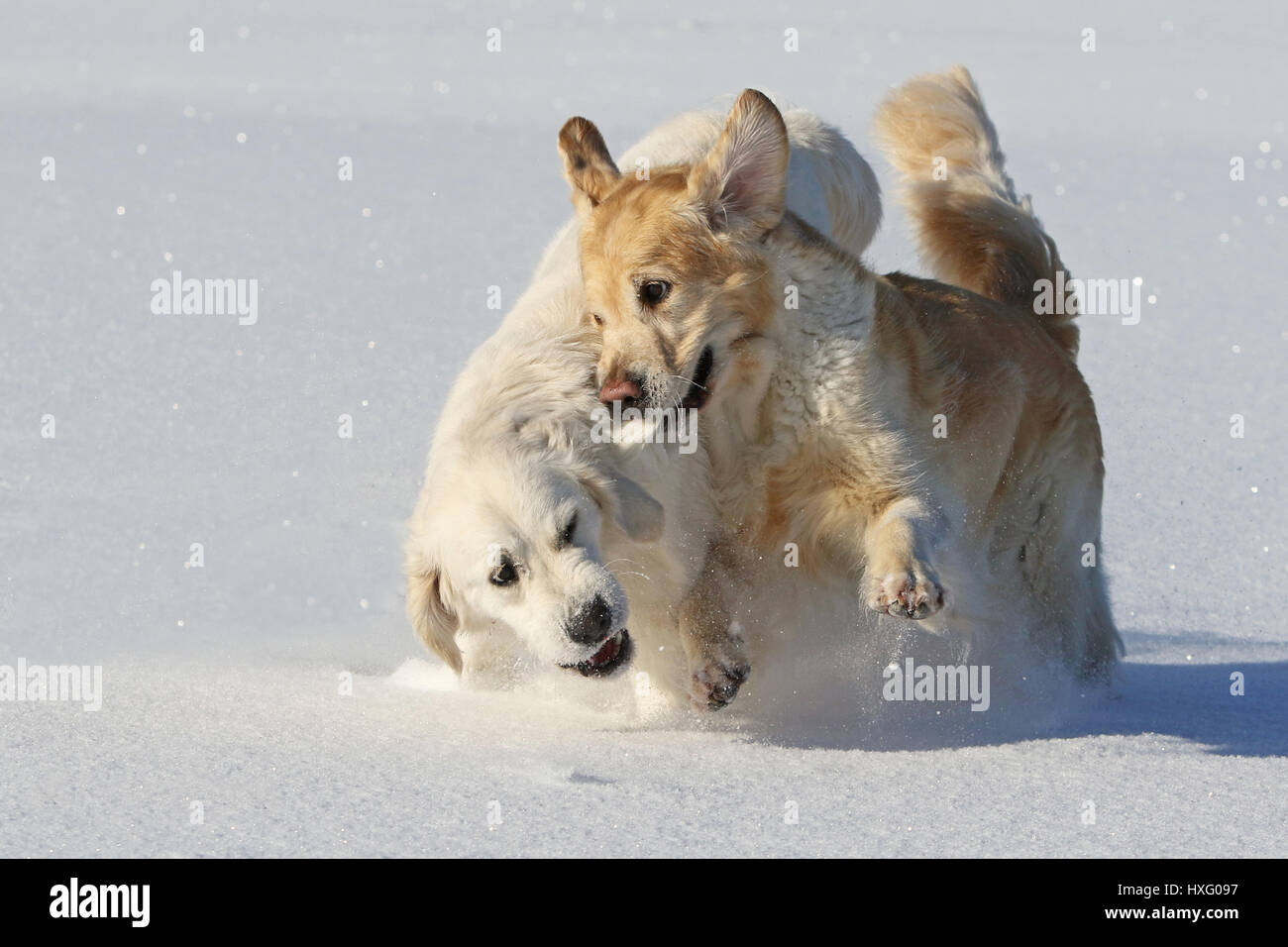 Golden Retriever. Pair of females (3 and 1,5 years old) playing in snow. Germany Stock Photo