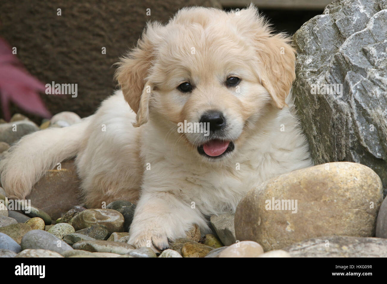 Golden Retriever. Female puppy (7 weeks old) lying among rocks. Germany Stock Photo