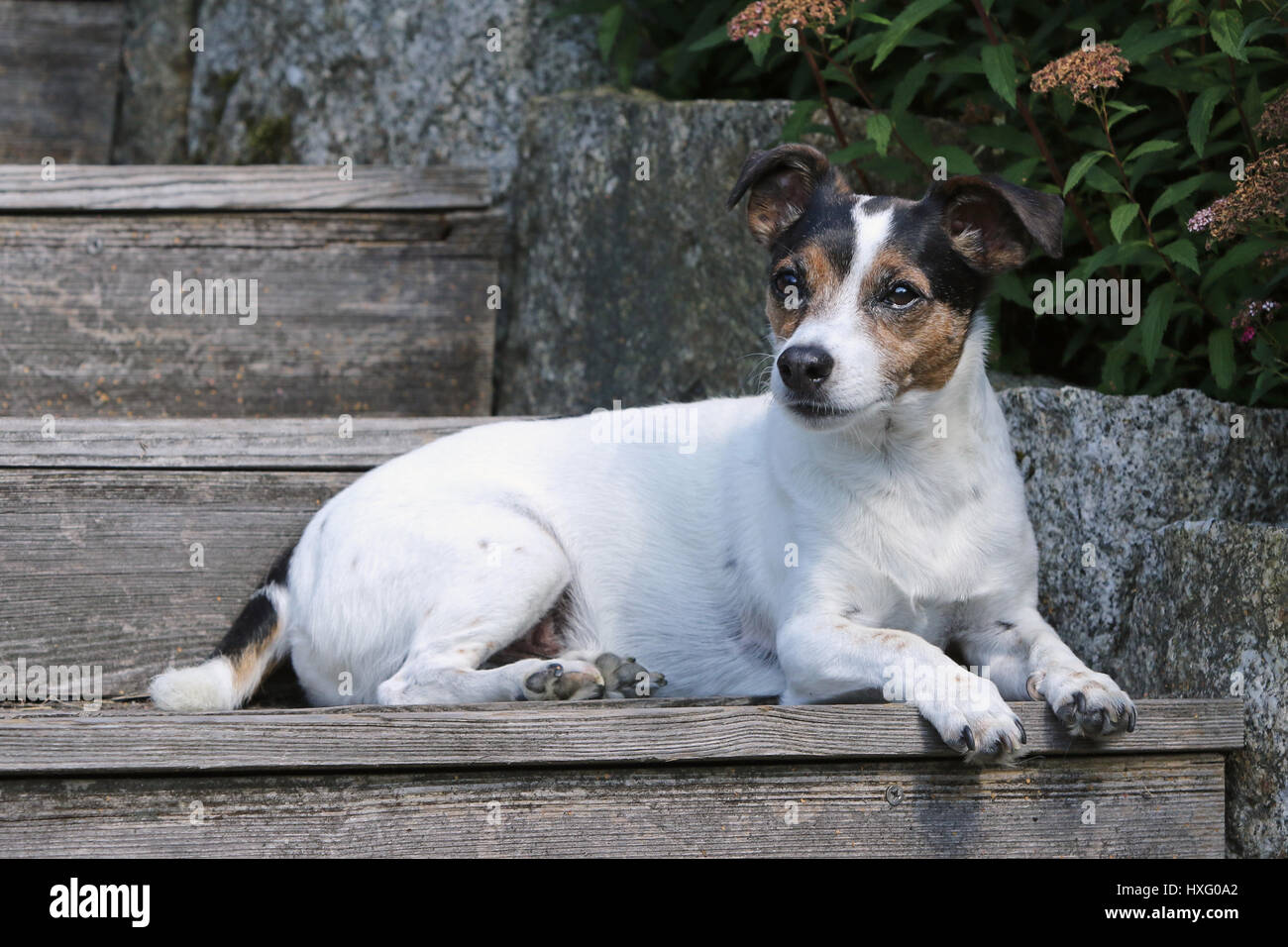 Jack Russell Terrier. Adult male (4 weeks old) lying on a staircase. Germany Stock Photo