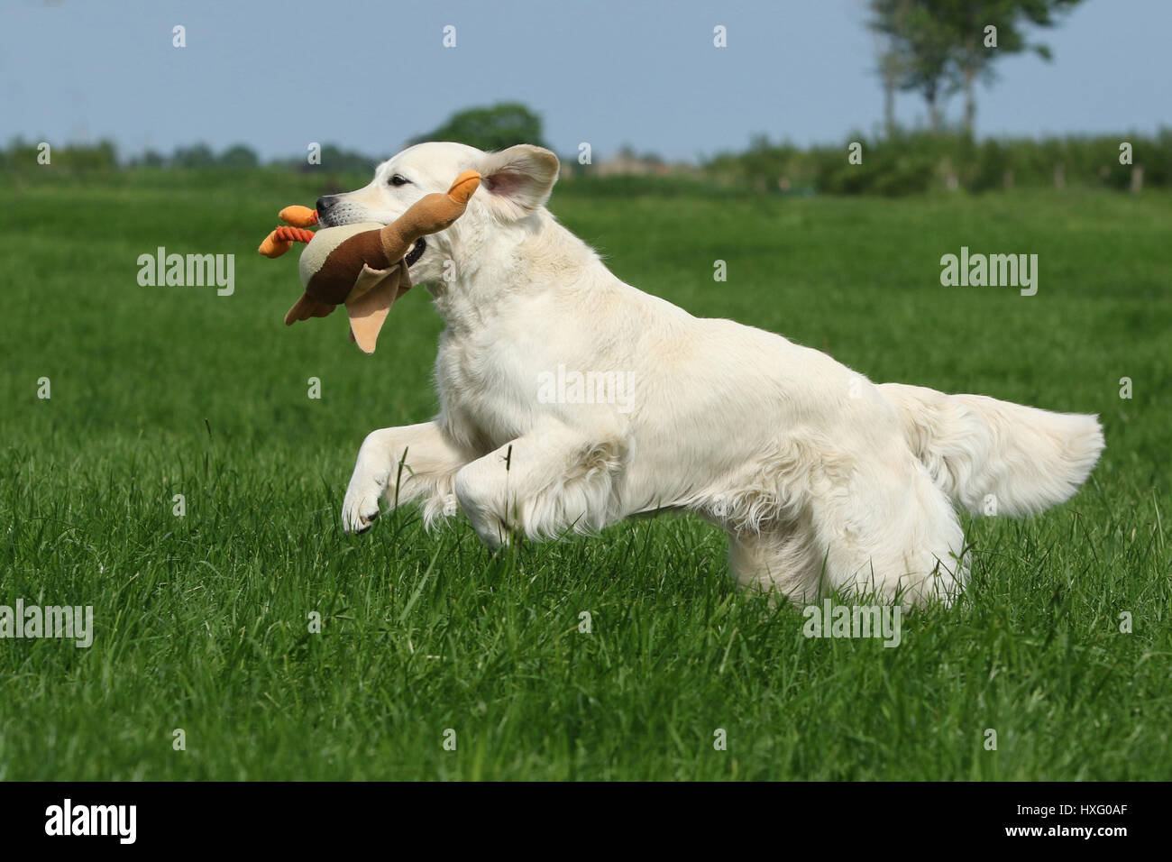 Golden Retriever. Bitch (3 years old) running on a meadow, fetching a toy. Germany Stock Photo