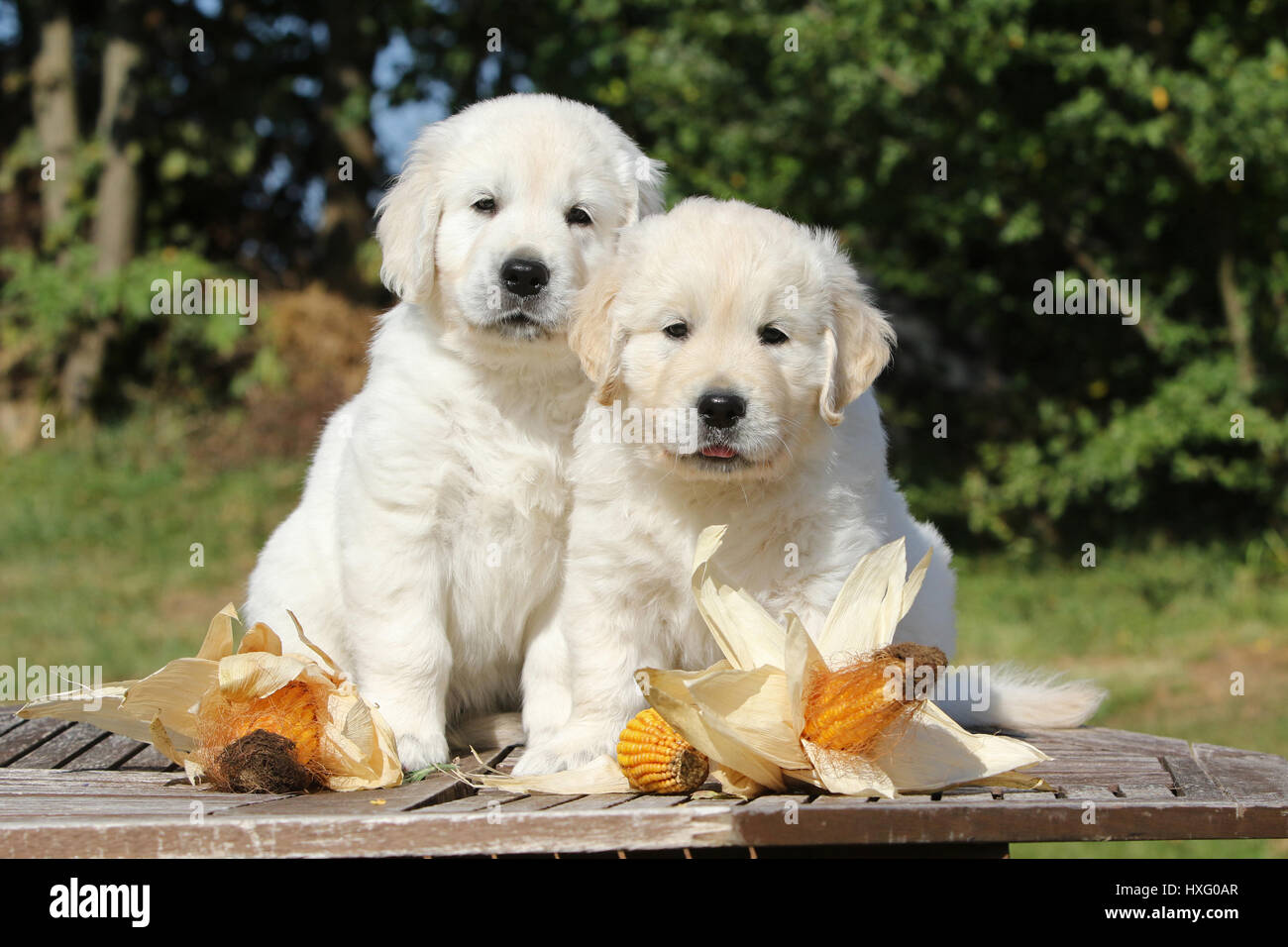 Golden Retriever. Pair of puppies (7 weeks old) sitting next to corncobs on a garden table. Germany Stock Photo
