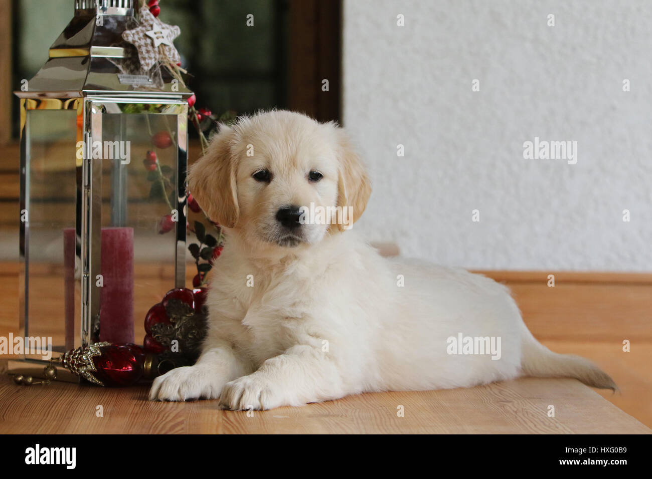 Golden Retriever. Puppy (7 weeks old) lying next to a lantern with Christmas decoration. Germany Stock Photo