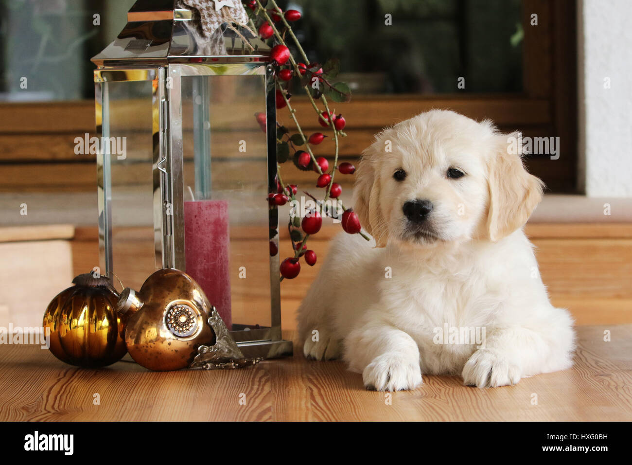 Golden Retriever. Puppy (7 weeks old) lying next to a lantern with Christmas decoration. Germany Stock Photo