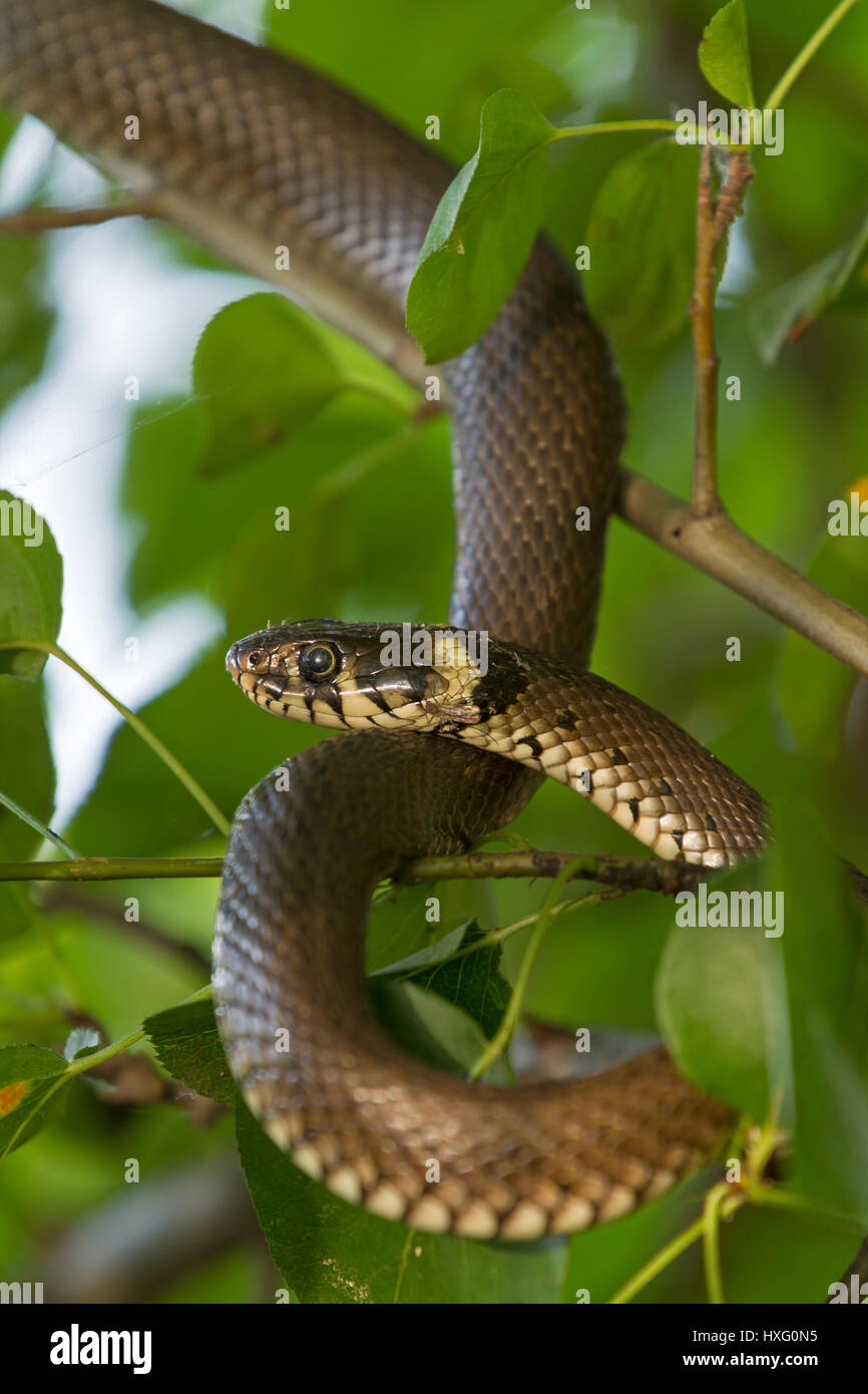 grass snake ( Natrix natrix) hanging in a tree Stock Photo Alamy