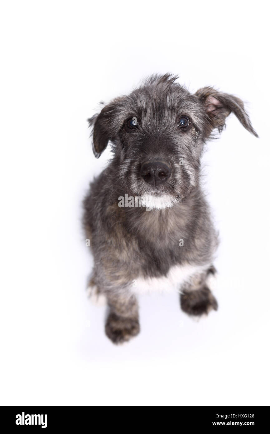 white irish wolfhound puppies