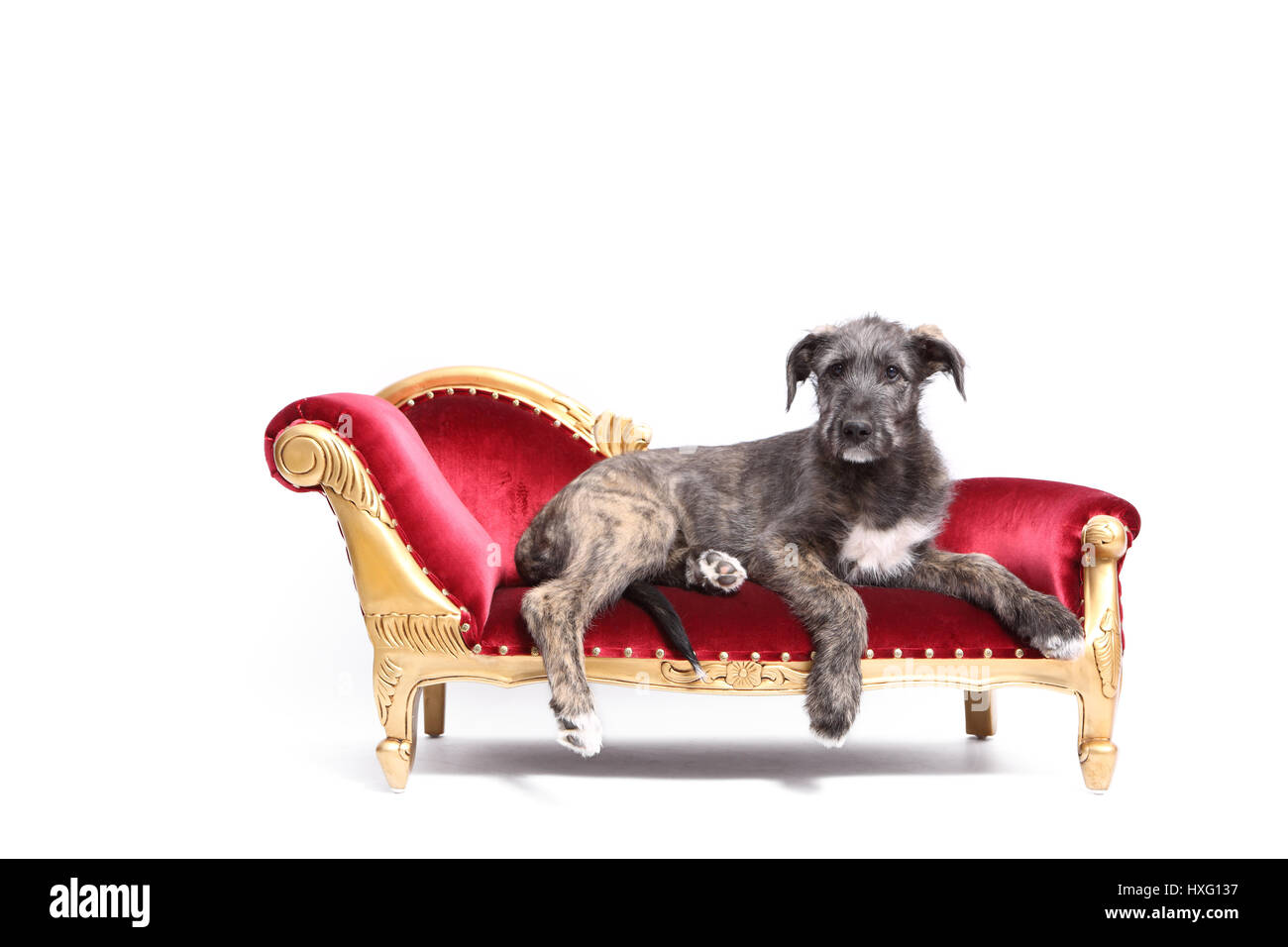 Irish Wolfhound. Puppy (9 weeks old) lying on a chaise longue. Studio picture against a white background. Germany Stock Photo