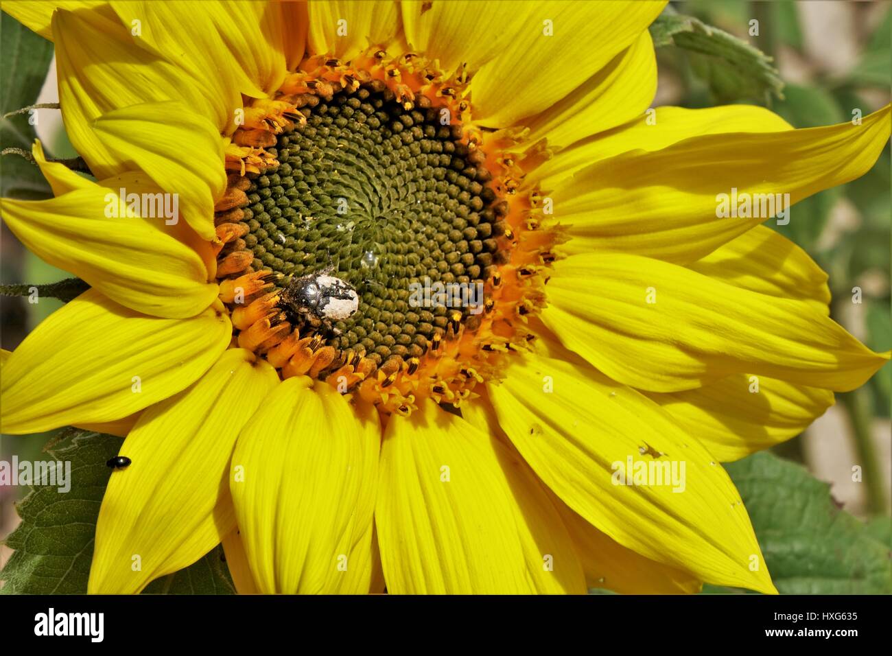 Macro of sunflower Stock Photo