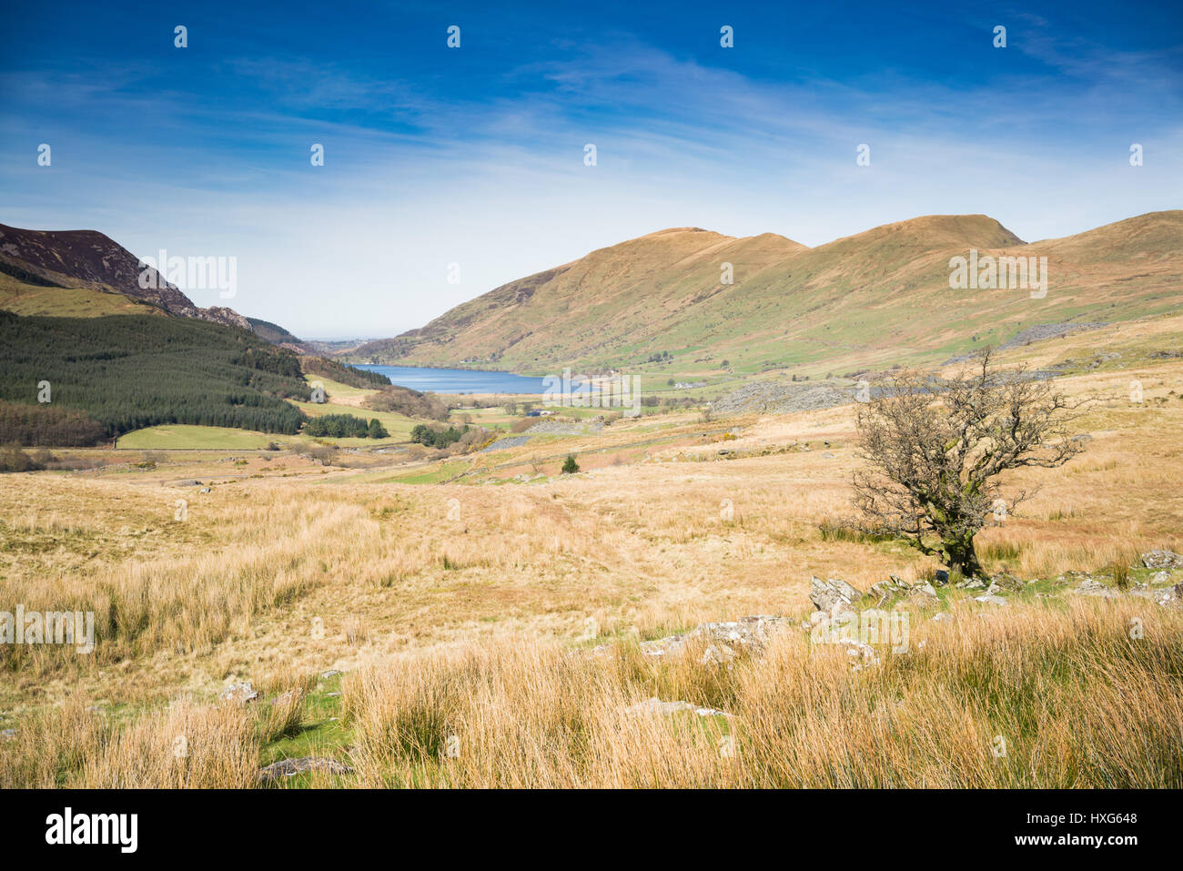 NORTH WALES, UK - MARCH 2017 - A VIEW OF THE BEDDGELERT AND RHYD-DDU VALLEY IN NORTH WALES WITH LAKES AND A TREE IN THE FOREGROUND Stock Photo