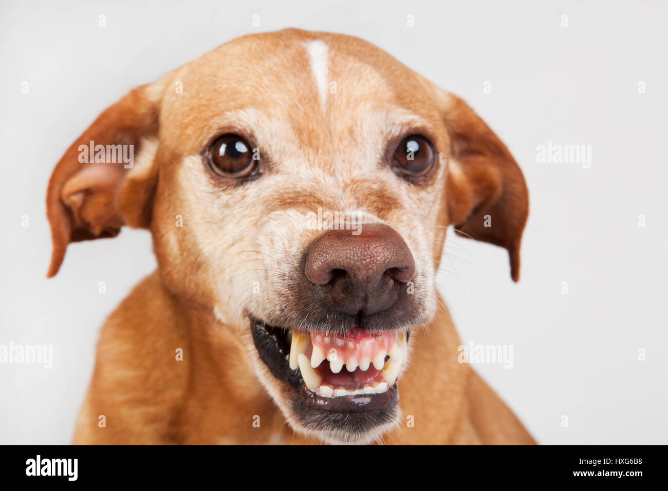 Big nose in the unfriendly dog face. Vicious expression Stock Photo Alamy
