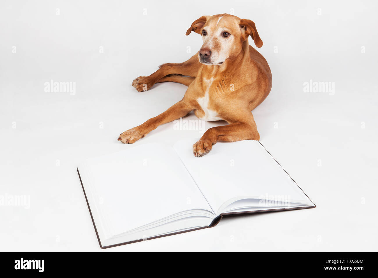 Brown dog lying by an open book. Animals training, education, erudition. Stock Photo