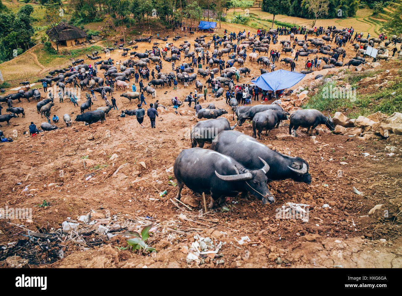 Buffalo sales in the market of Can Cau, north of Vietnam, Sapa region