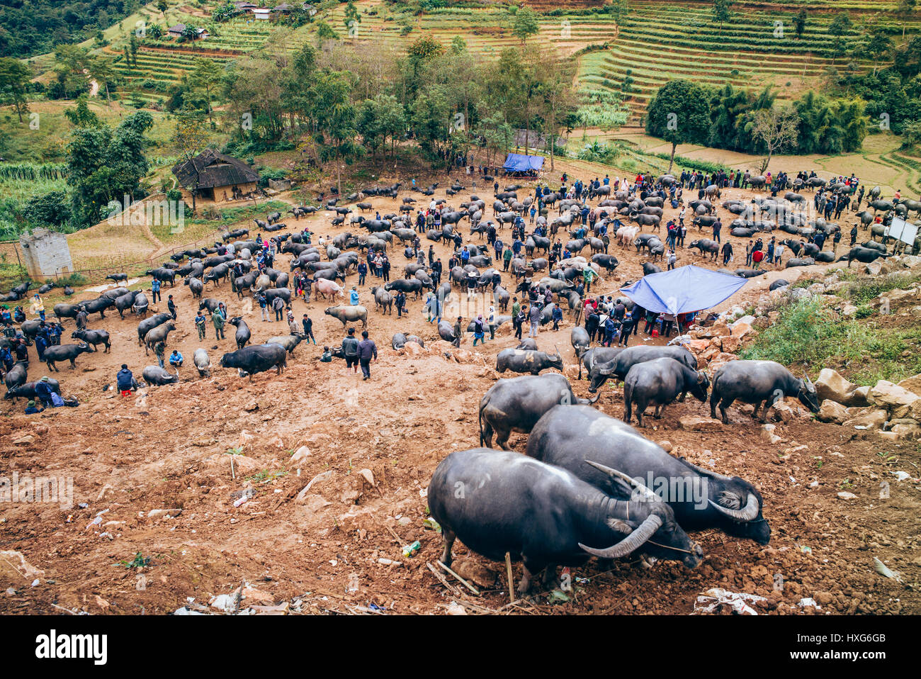 Buffalo sales in the market of Can Cau, north of Vietnam, Sapa region