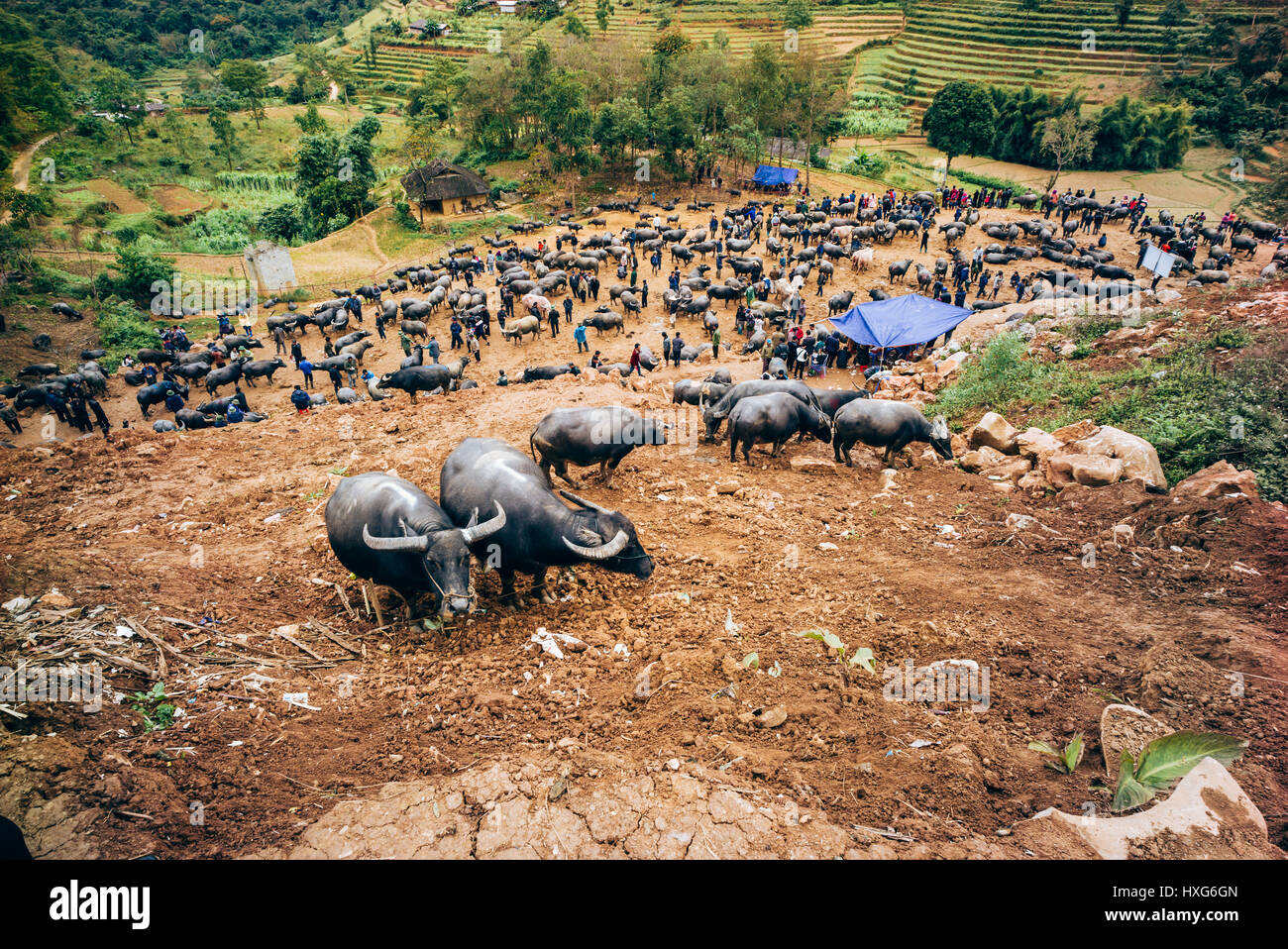 Buffalo sales in the market of Can Cau, north of Vietnam, Sapa region