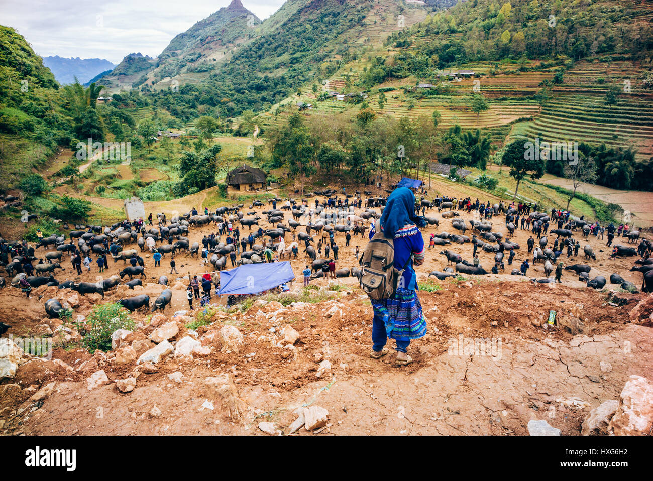 Buffalo sales in the market of Can Cau, north of Vietnam, Sapa region