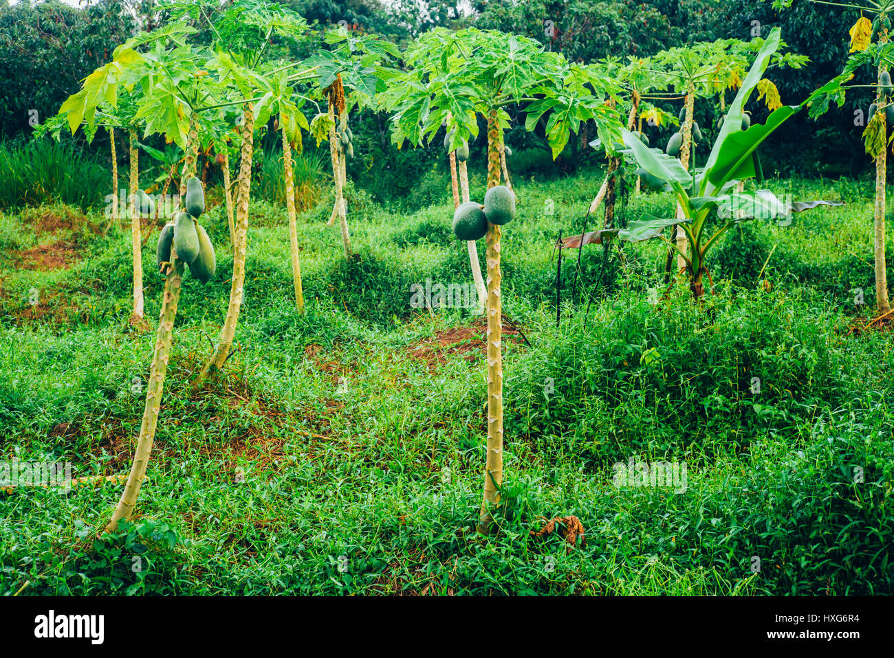 Papaya tree plantation in Vinh Long, Vietnam Stock Photo