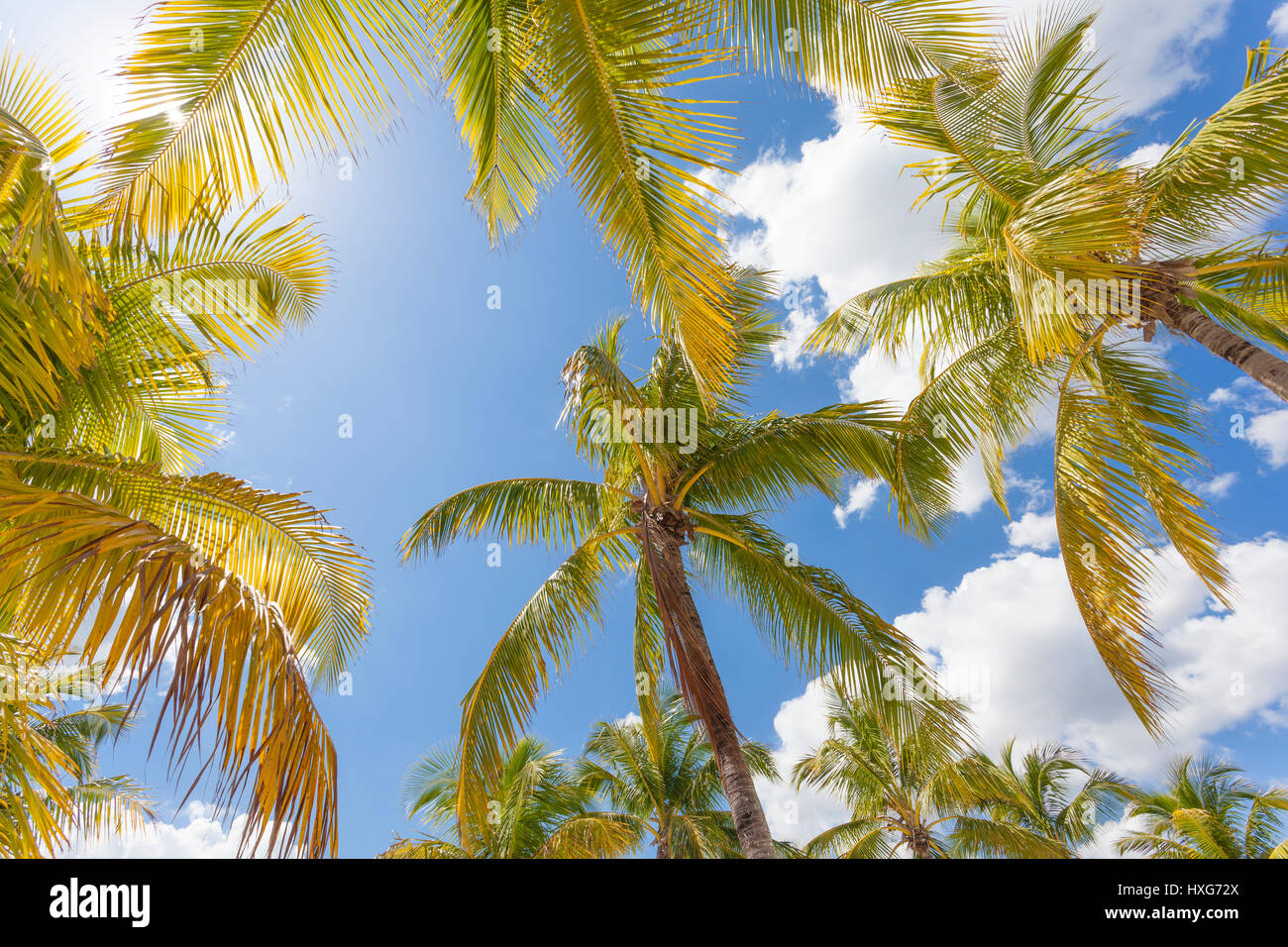 Coconut palm trees in Florida, United States Stock Photo