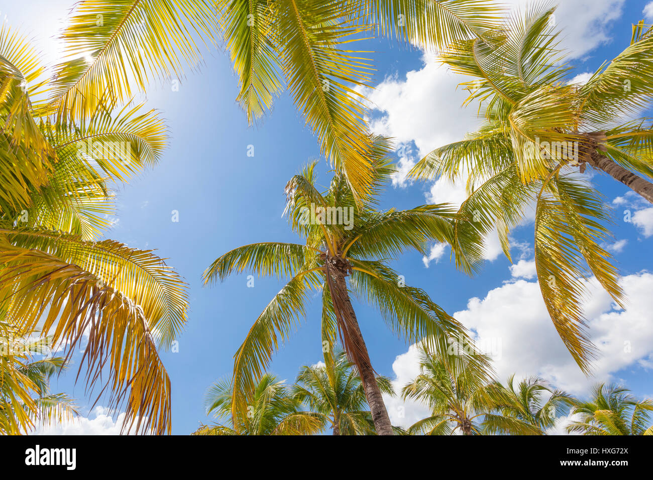 Coconut palm trees hi-res stock photography and images - Alamy
