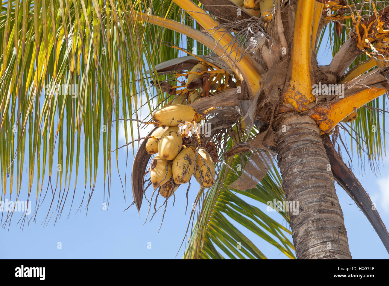 Coconut palm tree in Florida, United States Stock Photo Alamy
