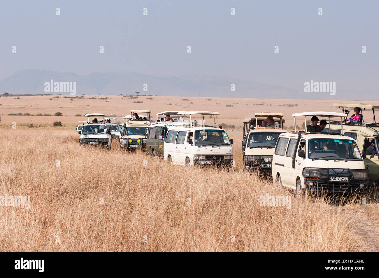 Tourists In 4x4 Vehicles Gather To Watch Animals In Tall Dry Grass, Maasai Mara Stock Photo