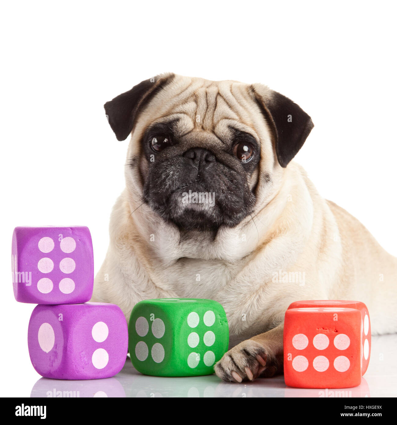 pug dog isolated on a white background Stock Photo - Alamy