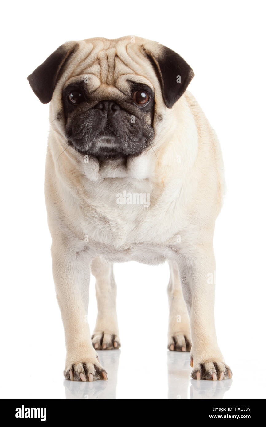 Sad pug begging hi-res stock photography and images - Alamy, image size:866x1390