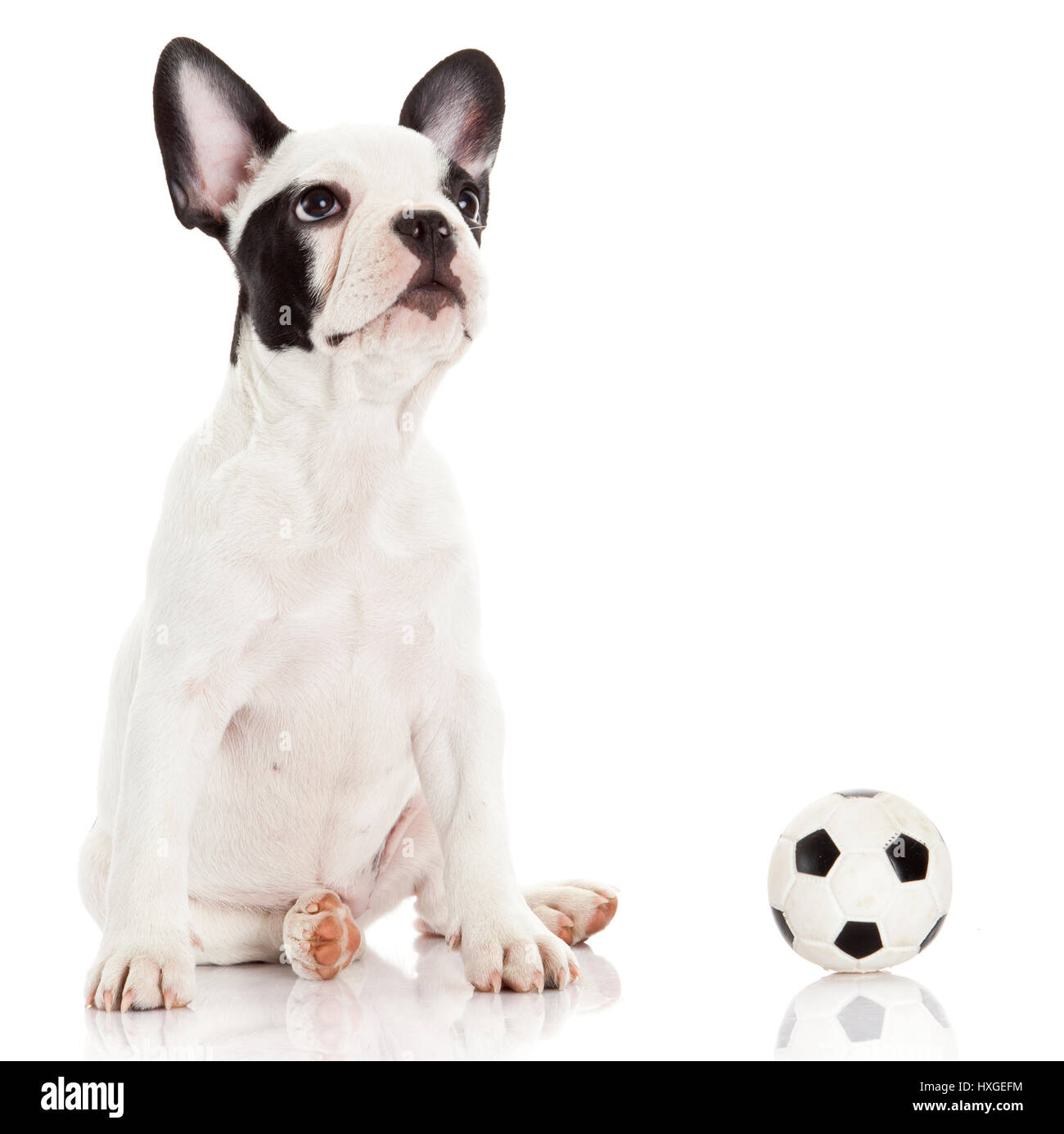 French bulldog puppy with toy  ball over white Stock Photo