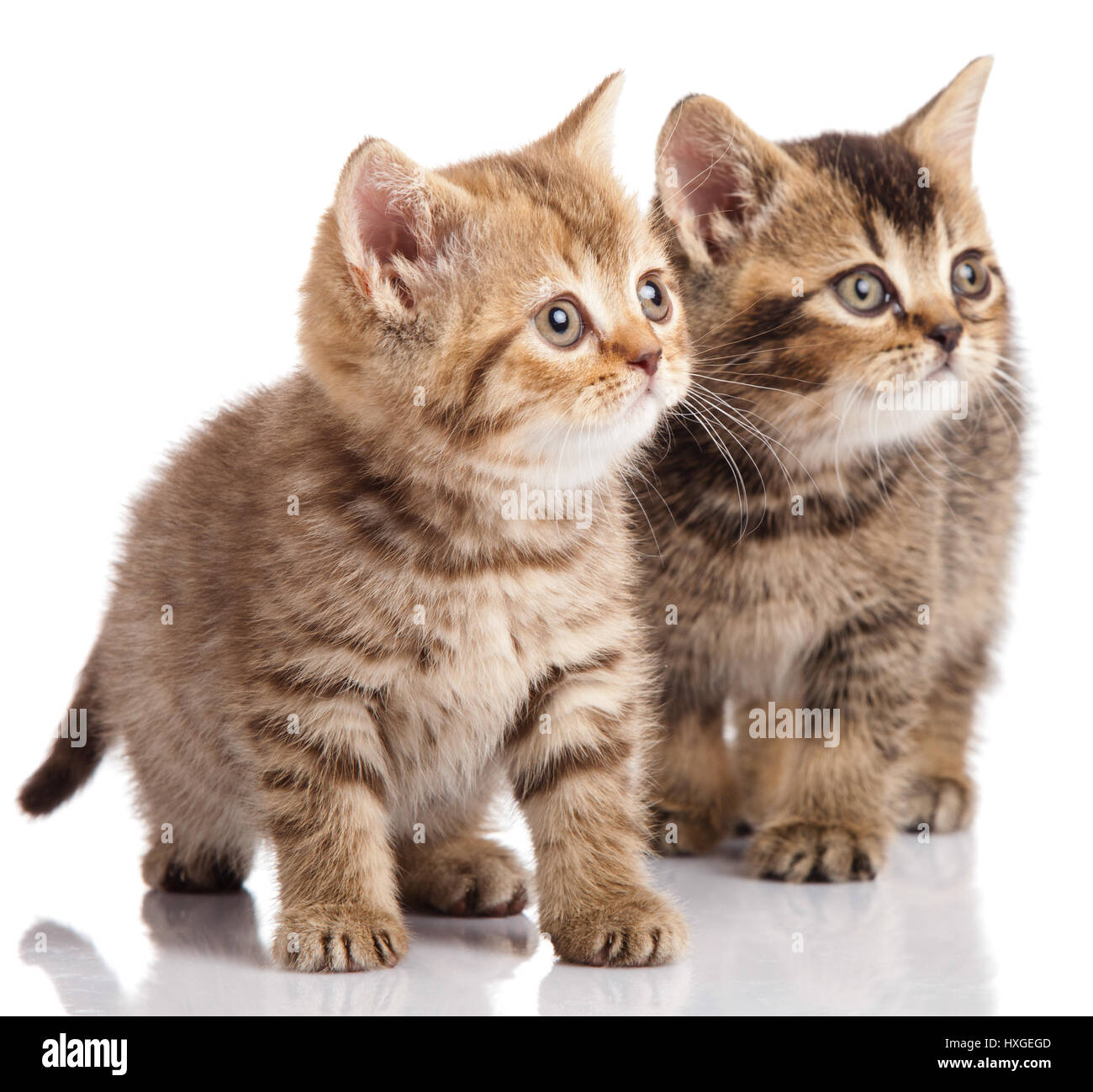 Two british kitten isolated hi-res stock photography and images - Alamy