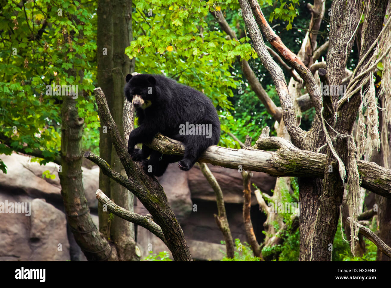 American black bear on a tree Stock Photo - Alamy