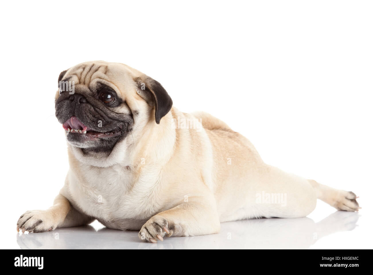 pug dog isolated on a white background Stock Photo - Alamy