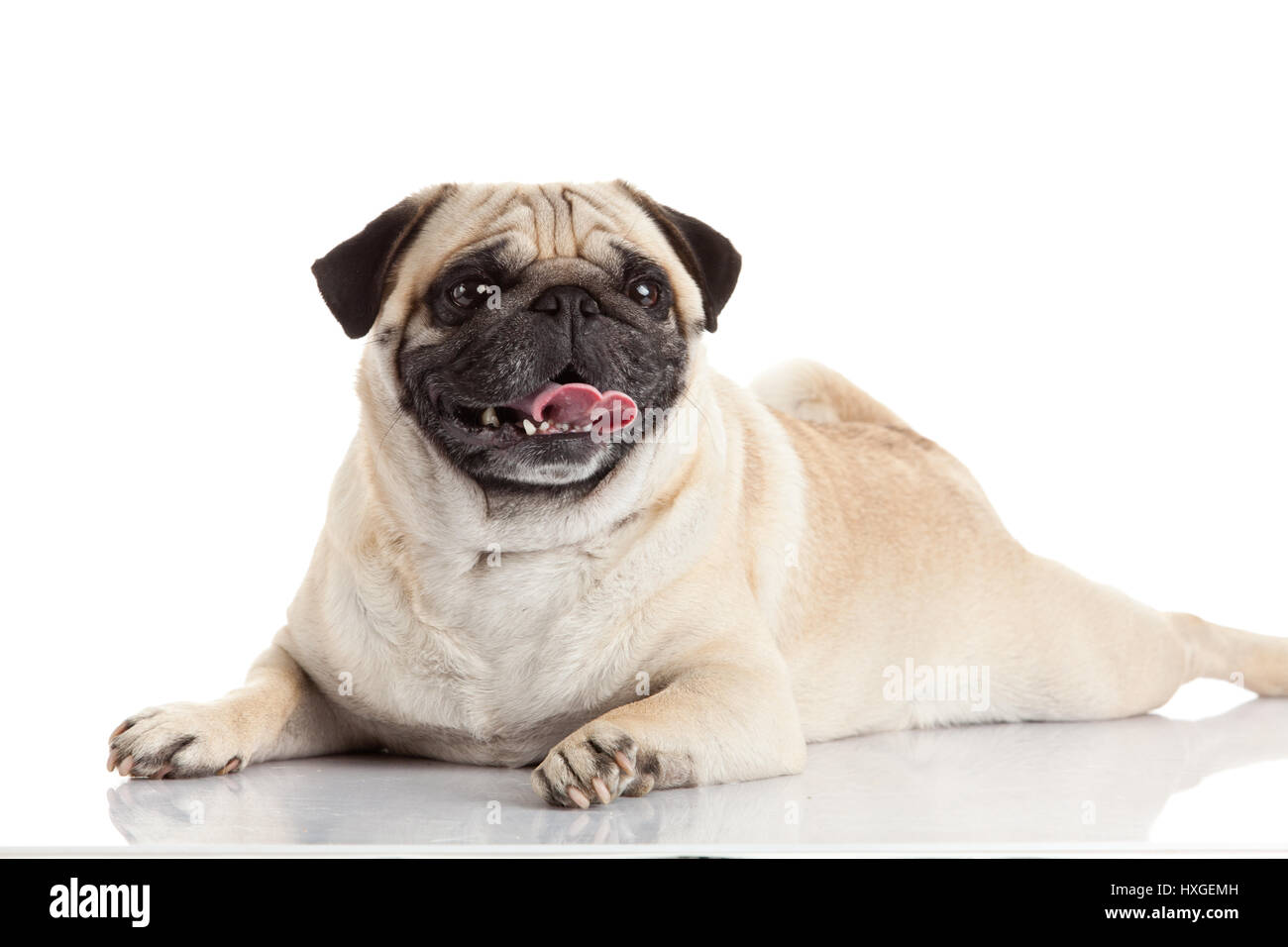 pug dog isolated on a white background Stock Photo - Alamy