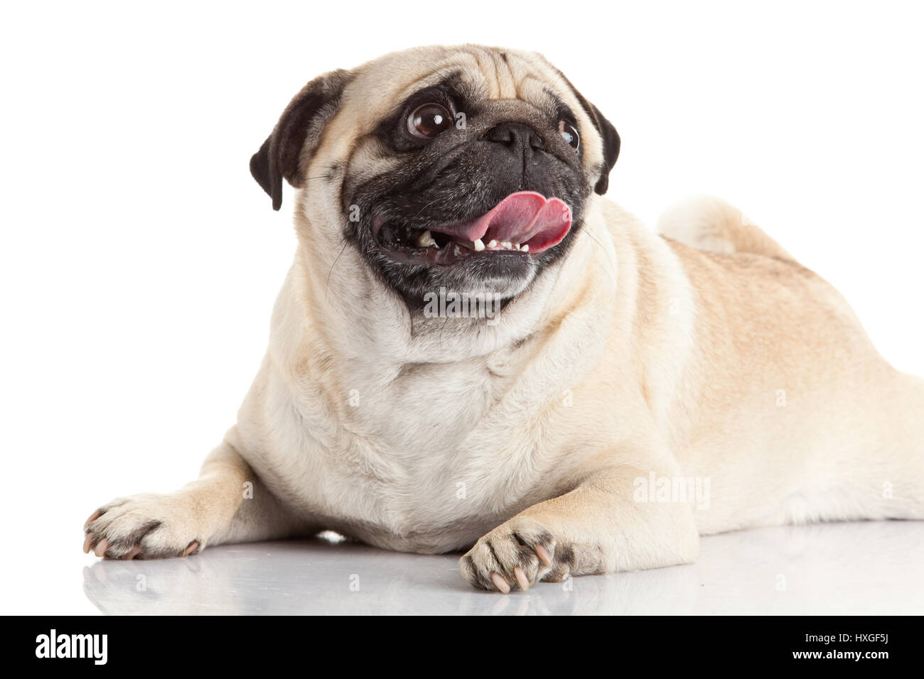 pug dog isolated on a white background Stock Photo - Alamy