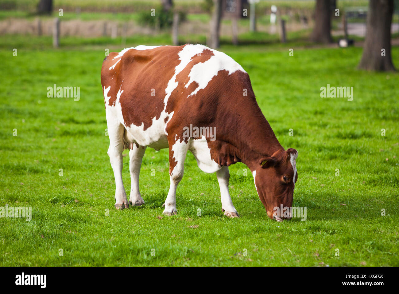 Cow in the field. Cow grazing in fresh pastures Stock Photo - Alamy