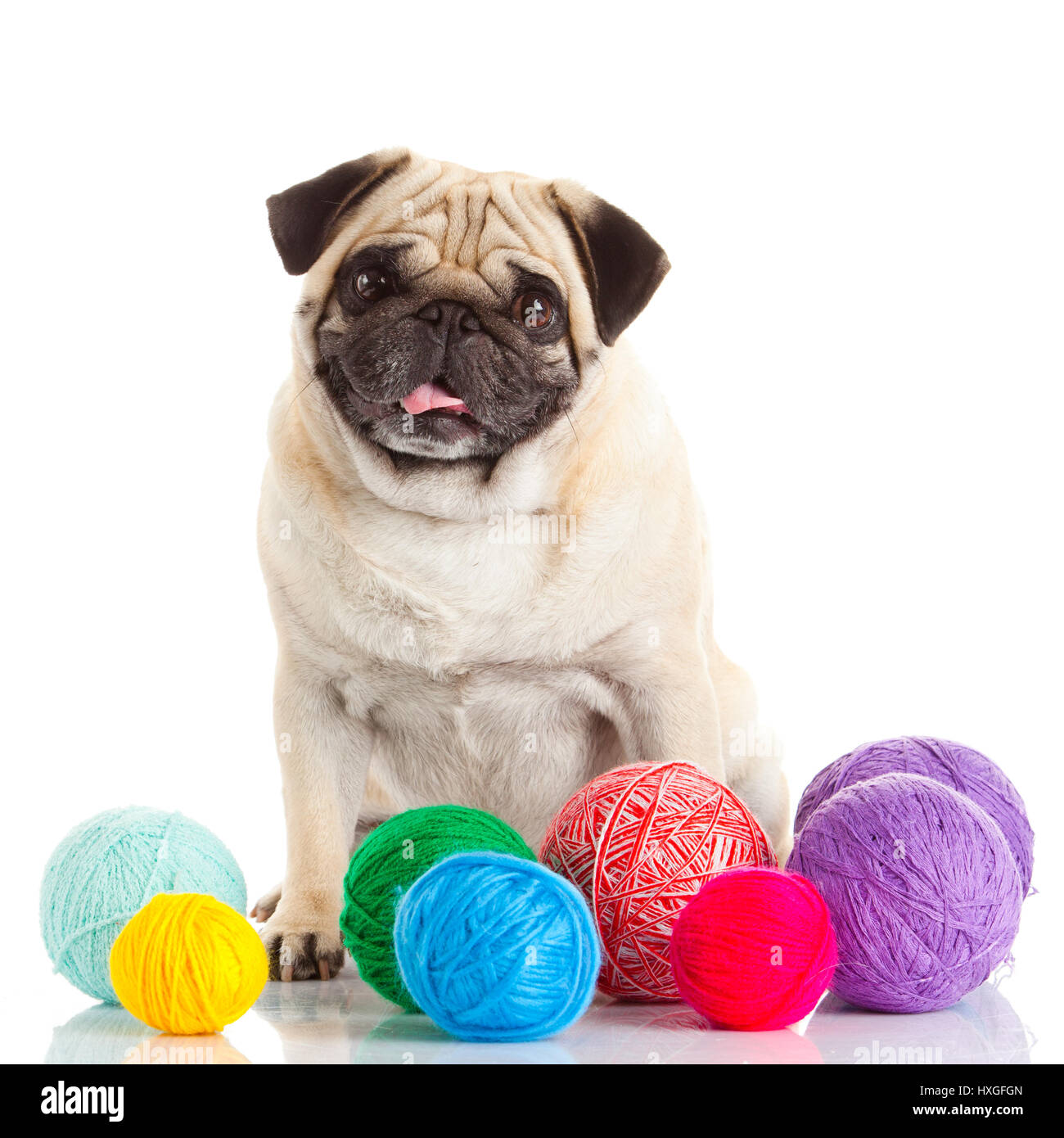 pug dog isolated on a white background Stock Photo - Alamy