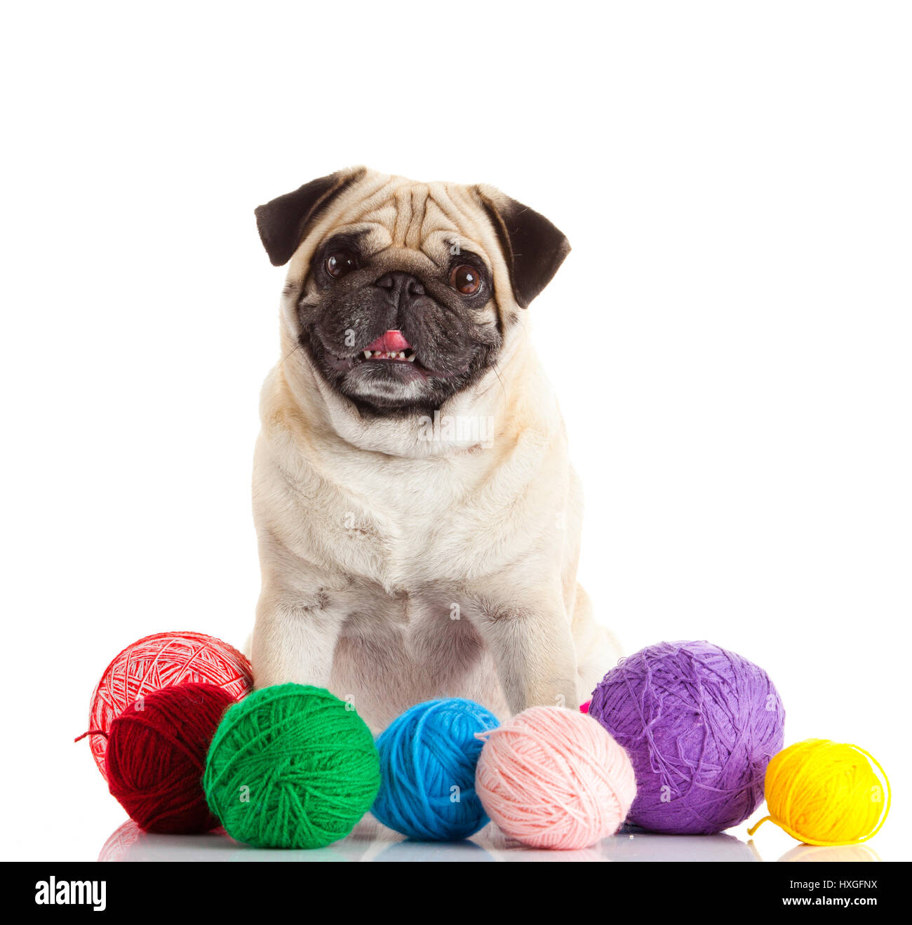 pug dog isolated on a white background Stock Photo - Alamy