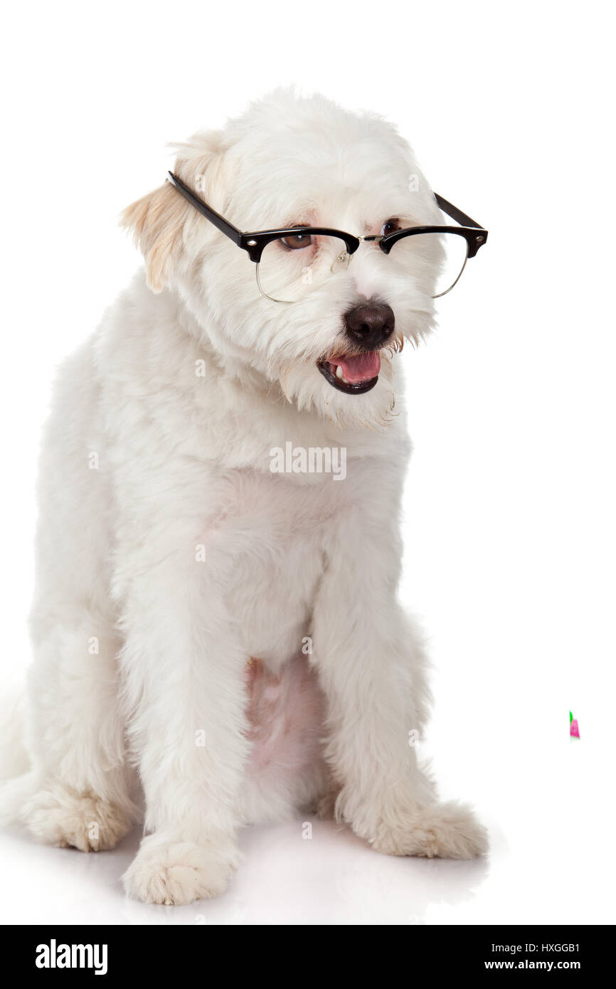 dog in glasses isolated on white background Stock Photo - Alamy