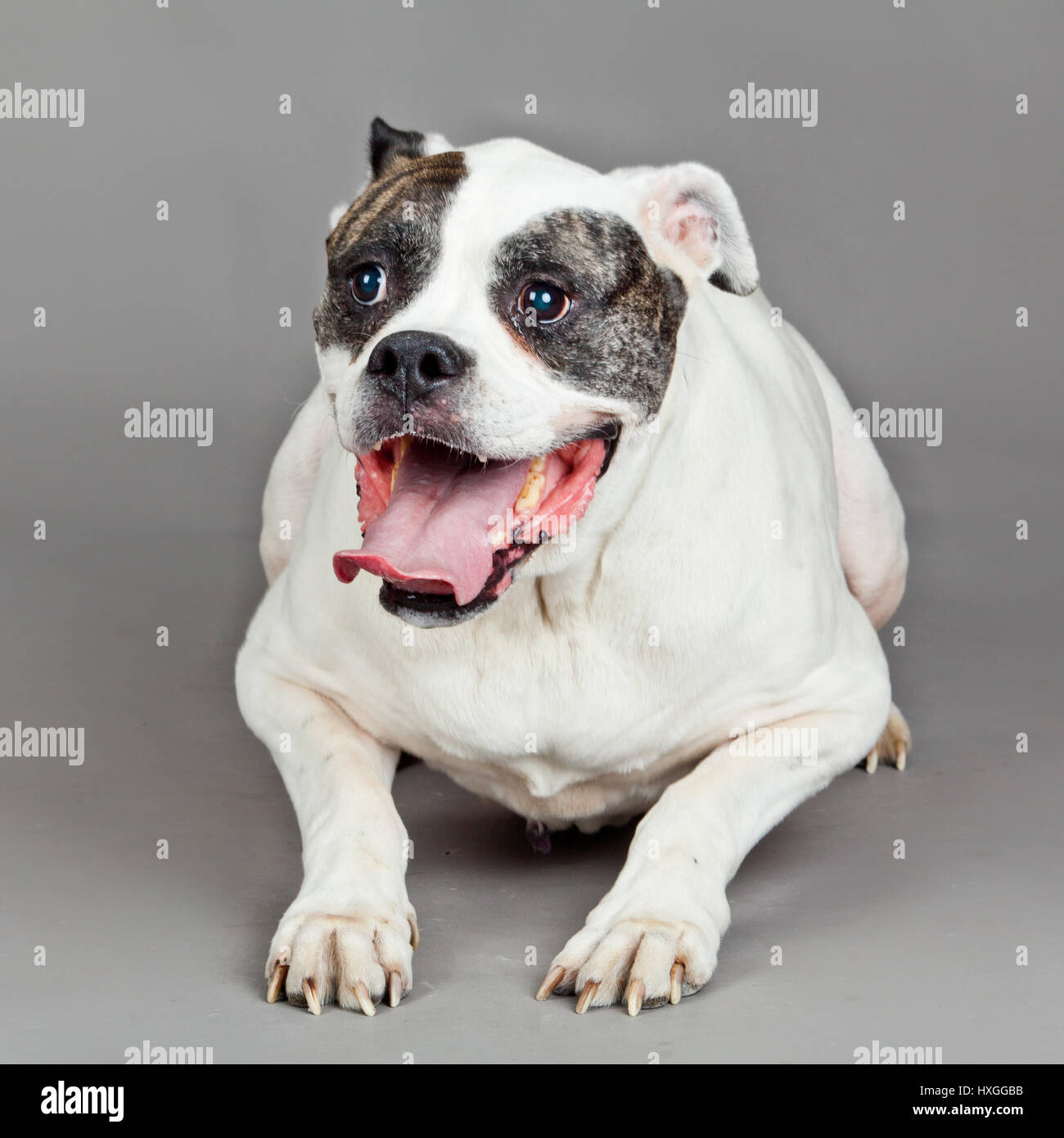 American Bulldog  portrait on a grey background Stock Photo