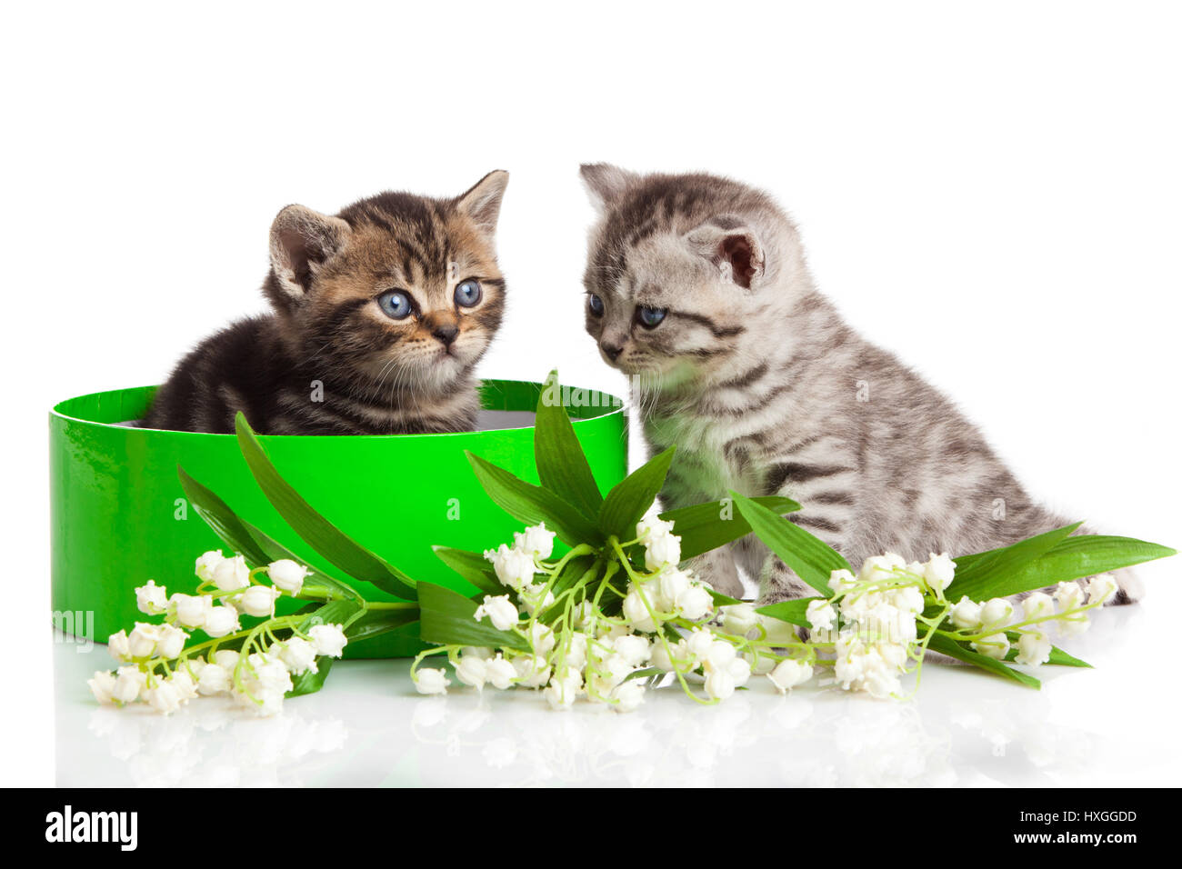 Happy Kitten Isolated Hi Res Stock Photography And Images Page 18 Alamy