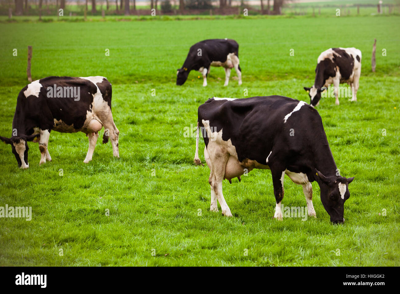 Cows on meadow with green grass. Grazing calves Stock Photo - Alamy