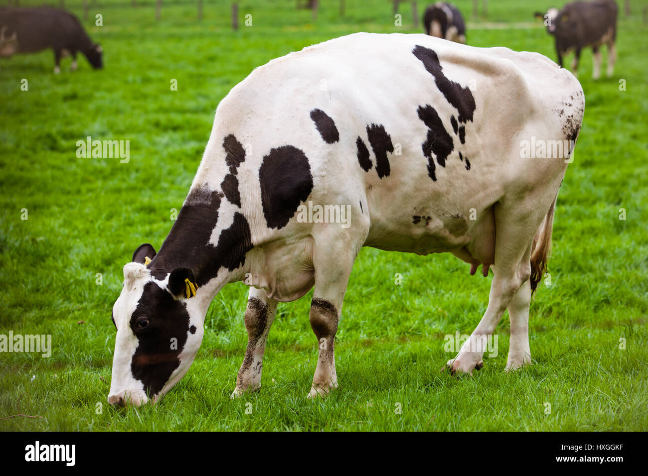 Cows on meadow with green grass. Grazing calves Stock Photo - Alamy