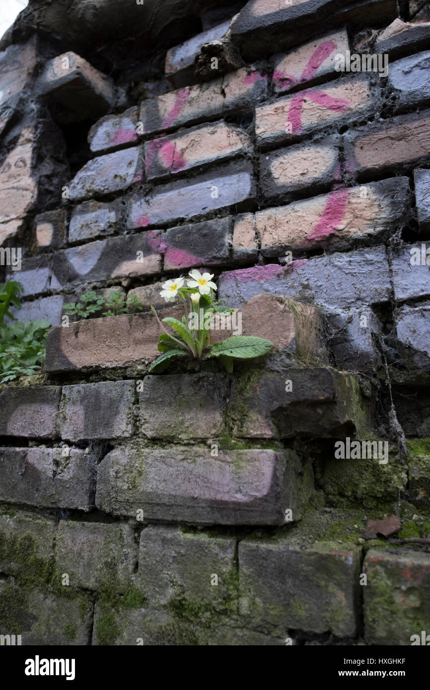 Flowering wall Stock Photo