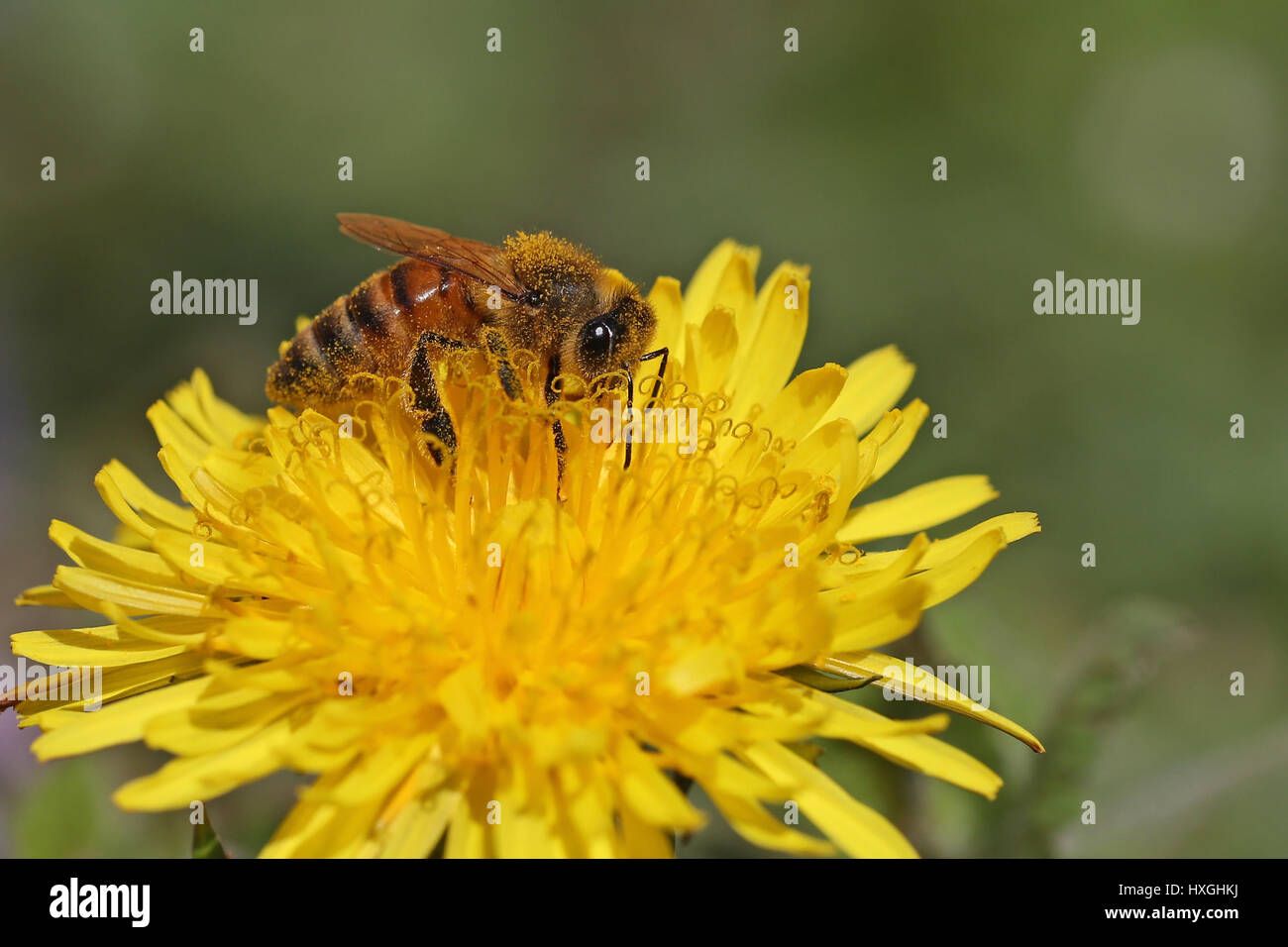 Honey bee working on dandelion flower Stock Photo