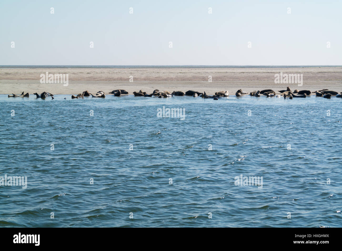 Group of common and grey seals resting on sand bank in Eierlandse Gat, Waddensea, Netherlands Stock Photo