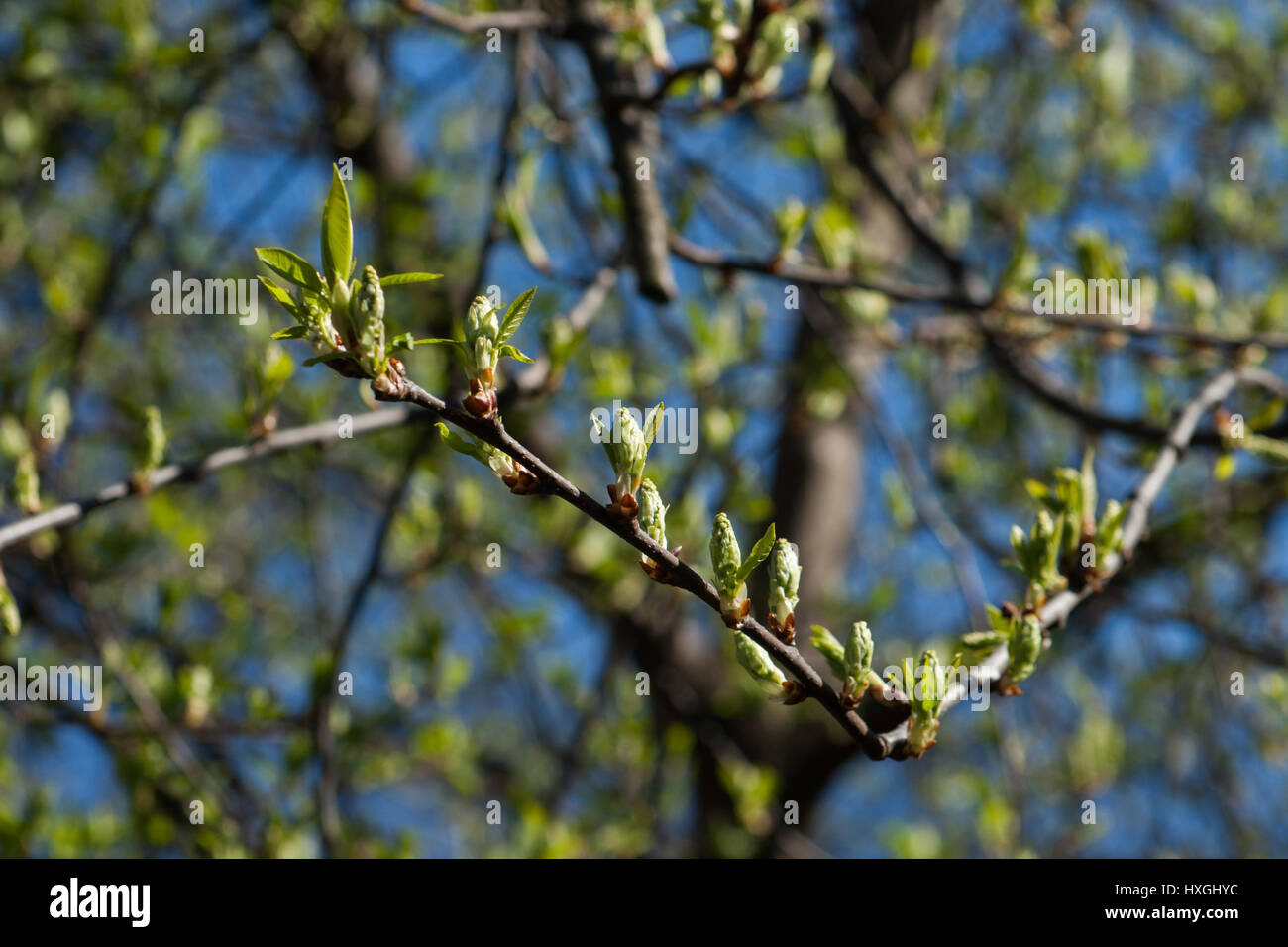 Impressions from the public parkland in Berlin-Wilmersdorf. Flowers, buds in the morning sun. Stock Photo