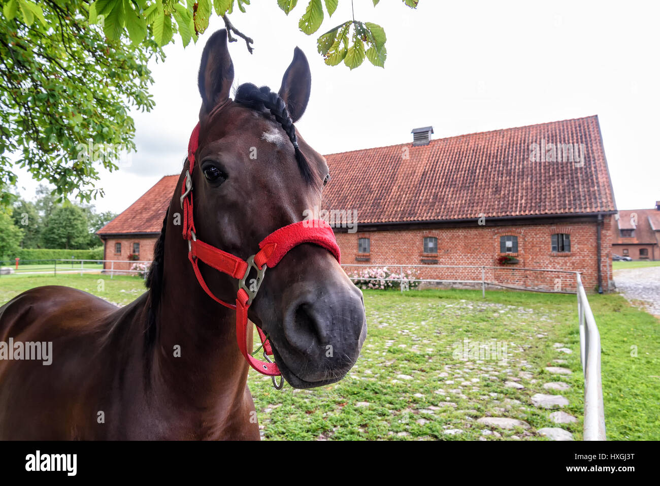 Stud horse hi-res stock photography and images - Alamy