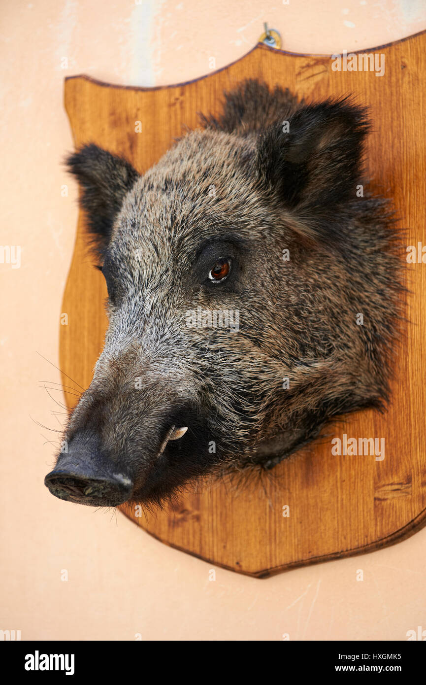 Wild boar heads outside a typical Norcineria shop, Norcia, Umbria, Italy Stock Photo